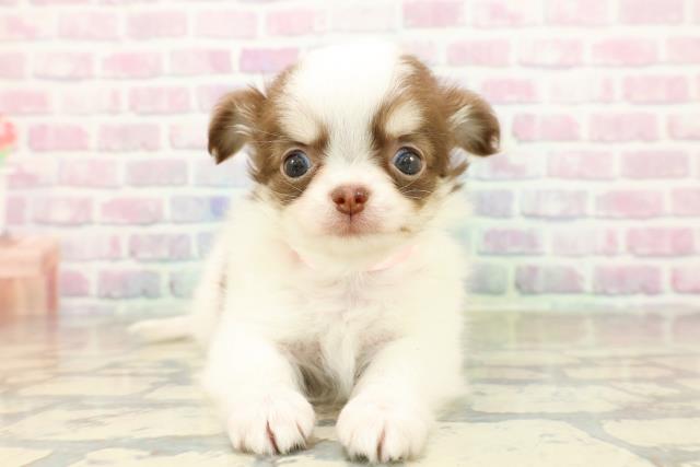 チワワ（ロングコート）