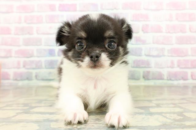 埼玉県のチワワ(ロング) (Coo&RIKUアニマルケアセンター大宮/2025年10月28日生まれ/男の子/ホワイトブラックタン)の子犬