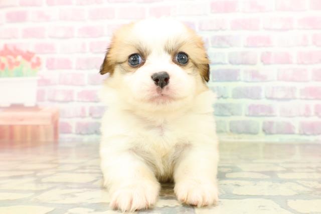 神奈川県のハーフ犬・ミックス犬 (Coo&RIKU横浜旭店/2025年10月25日生まれ/女の子/セーブルホワイト)の子犬の1枚目の画像
