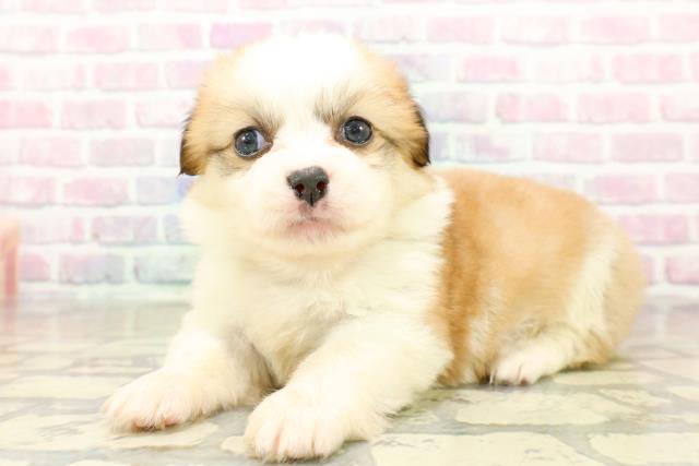神奈川県のハーフ犬・ミックス犬 (Coo&RIKU横浜旭店/2025年10月25日生まれ/女の子/セーブルホワイト)の子犬の2枚目の画像