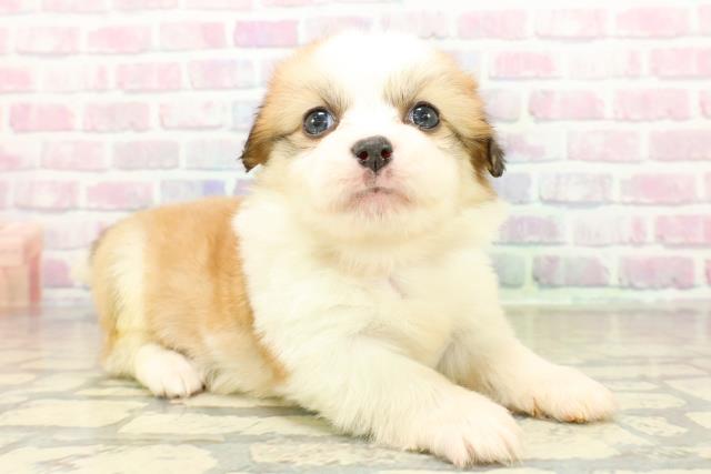 神奈川県のハーフ犬・ミックス犬 (Coo&RIKU横浜旭店/2025年10月25日生まれ/女の子/セーブルホワイト)の子犬の3枚目の画像