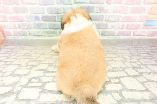 神奈川県のハーフ犬・ミックス犬 (Coo&RIKU横浜旭店/2025年10月25日生まれ/女の子/セーブルホワイト)の子犬の4枚目の画像