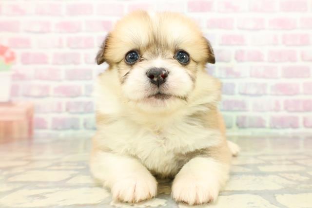 埼玉県のハーフ犬・ミックス犬 (Coo&RIKU春日部店/2025年10月25日生まれ/男の子/セーブルホワイト)の子犬の1枚目の画像