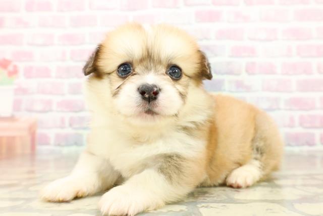 埼玉県のハーフ犬・ミックス犬 (Coo&RIKU春日部店/2025年10月25日生まれ/男の子/セーブルホワイト)の子犬の2枚目の画像