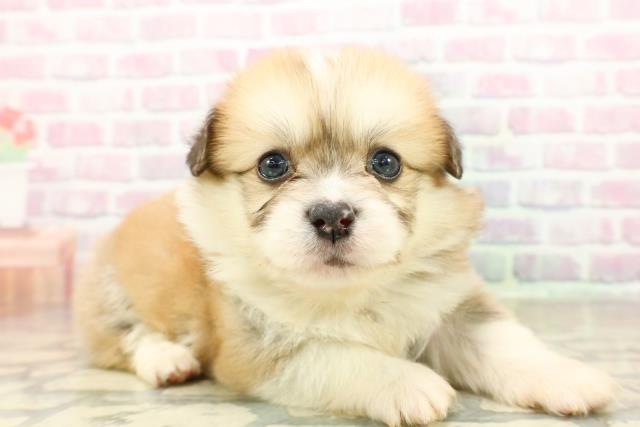 埼玉県のハーフ犬・ミックス犬 (Coo&RIKU春日部店/2025年10月25日生まれ/男の子/セーブルホワイト)の子犬の3枚目の画像