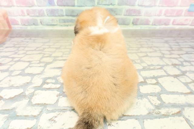 埼玉県のハーフ犬・ミックス犬 (Coo&RIKU春日部店/2025年10月25日生まれ/男の子/セーブルホワイト)の子犬の4枚目の画像