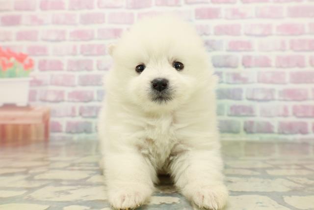 東京都のハーフ犬・ミックス犬 (Coo&RIKU東久留米店/2025年10月27日生まれ/女の子/ホワイト)の子犬の1枚目の画像