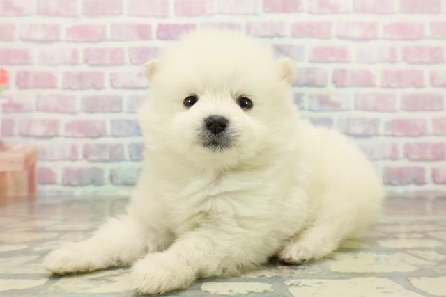 東京都のハーフ犬・ミックス犬 (Coo&RIKU東久留米店/2025年10月27日生まれ/女の子/ホワイト)の子犬の2枚目の画像