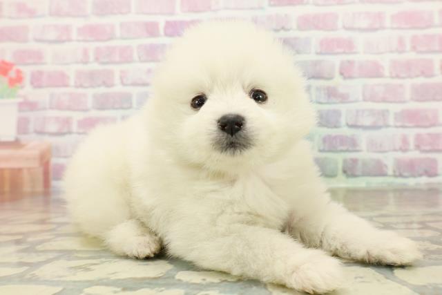 東京都のハーフ犬・ミックス犬 (Coo&RIKU東久留米店/2025年10月27日生まれ/女の子/ホワイト)の子犬の3枚目の画像