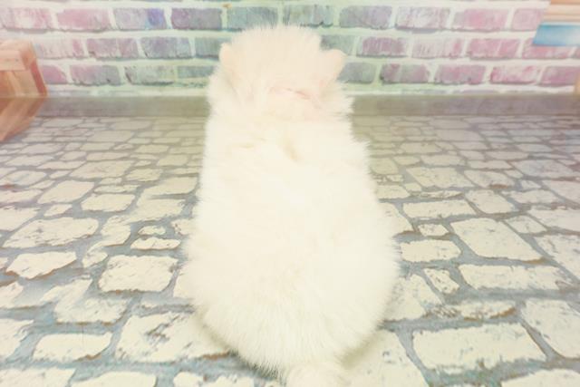 東京都のハーフ犬・ミックス犬 (Coo&RIKU東久留米店/2025年10月27日生まれ/女の子/ホワイト)の子犬の4枚目の画像