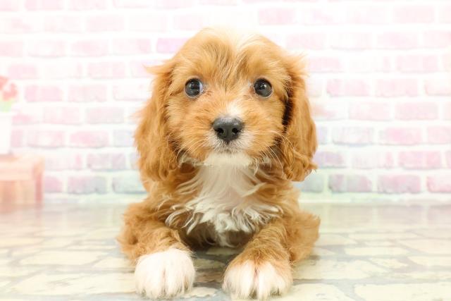 埼玉県のキャバプー(キャバリア×プードル) (Coo&RIKU春日部店/2025年10月27日生まれ/女の子/ルビーホワイト)の子犬の1枚目の画像