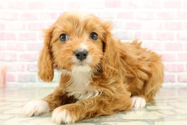 埼玉県のキャバプー(キャバリア×プードル) (Coo&RIKU春日部店/2025年10月27日生まれ/女の子/ルビーホワイト)の子犬の2枚目の画像