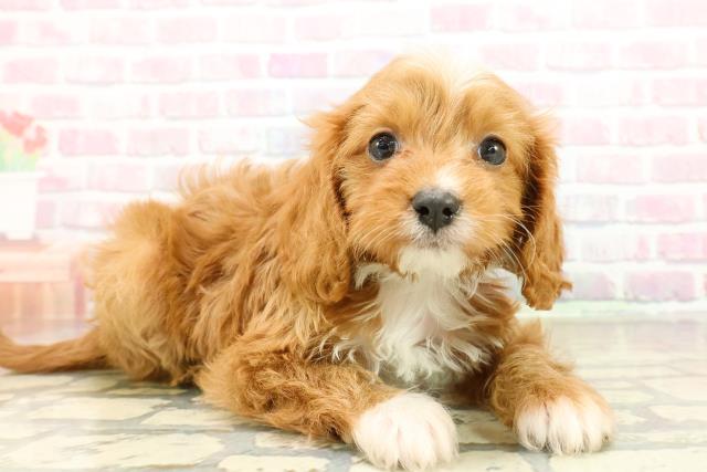 埼玉県のキャバプー(キャバリア×プードル) (Coo&RIKU春日部店/2025年10月27日生まれ/女の子/ルビーホワイト)の子犬の3枚目の画像