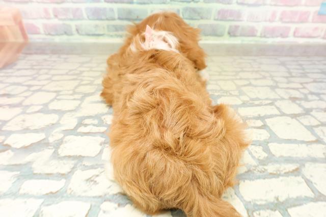 埼玉県のキャバプー(キャバリア×プードル) (Coo&RIKU春日部店/2025年10月27日生まれ/女の子/ルビーホワイト)の子犬の4枚目の画像