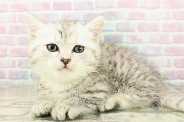 群馬県のマンチカン (Coo&RIKU前橋店/2025年10月27日生まれ/女の子/シルバータビー)の子猫の2枚目の画像