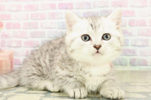 群馬県のマンチカン (Coo&RIKU前橋店/2025年10月27日生まれ/女の子/シルバータビー)の子猫の3枚目の画像