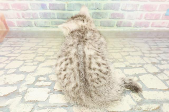 群馬県のマンチカン (Coo&RIKU前橋店/2025年10月27日生まれ/女の子/シルバータビー)の子猫の4枚目の画像