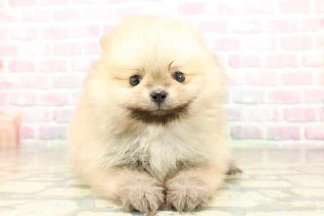 埼玉県のポメラニアン (Coo&RIKU大宮店/2025年10月22日生まれ/男の子/オレンジ)の子犬の1枚目の画像