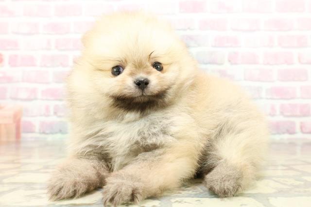 埼玉県のポメラニアン (Coo&RIKU大宮店/2025年10月22日生まれ/男の子/オレンジ)の子犬の2枚目の画像