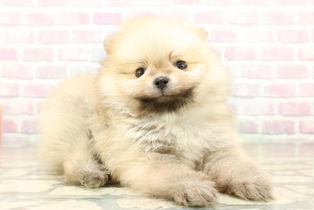 埼玉県のポメラニアン (Coo&RIKU大宮店/2025年10月22日生まれ/男の子/オレンジ)の子犬の3枚目の画像