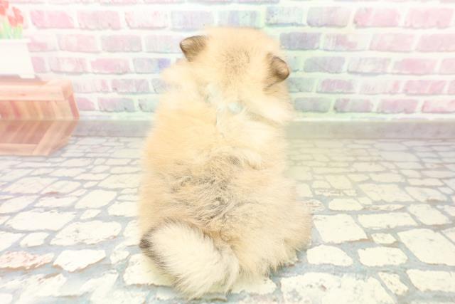 埼玉県のポメラニアン (Coo&RIKU大宮店/2025年10月22日生まれ/男の子/オレンジ)の子犬の4枚目の画像