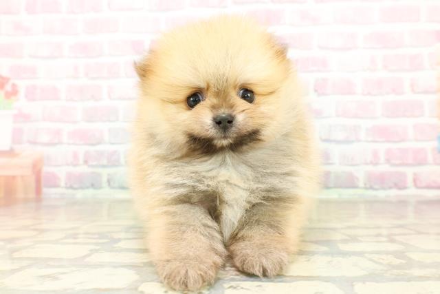 東京都のポメラニアン (Coo&RIKU新宿三丁目店/2025年10月22日生まれ/男の子/オレンジ)の子犬の1枚目の画像