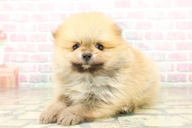 東京都のポメラニアン (Coo&RIKU新宿三丁目店/2025年10月22日生まれ/男の子/オレンジ)の子犬の2枚目の画像