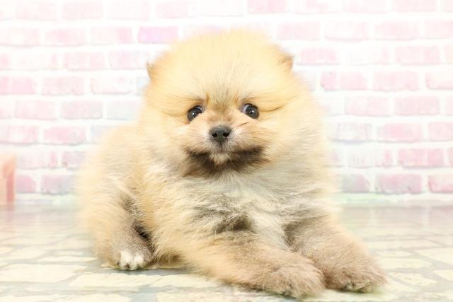 東京都のポメラニアン (Coo&RIKU新宿三丁目店/2025年10月22日生まれ/男の子/オレンジ)の子犬の3枚目の画像