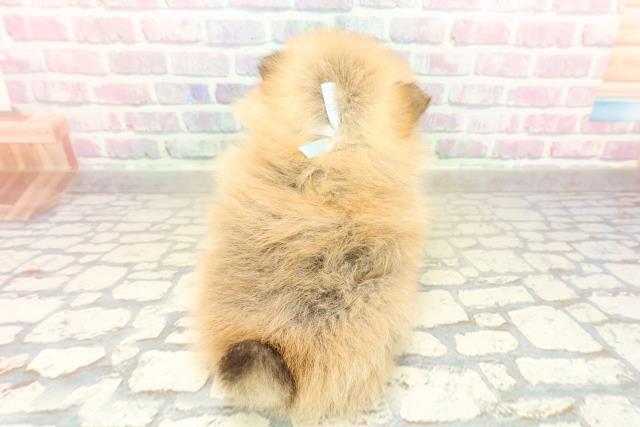 東京都のポメラニアン (Coo&RIKU新宿三丁目店/2025年10月22日生まれ/男の子/オレンジ)の子犬の4枚目の画像