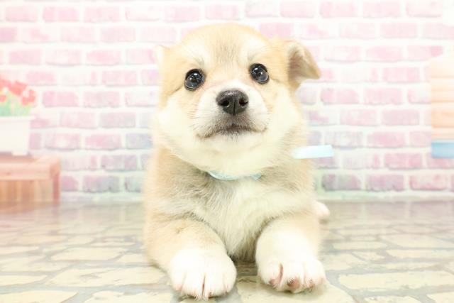 東京都のハーフ犬・ミックス犬 (Coo&RIKU府中店/2025年10月27日生まれ/男の子/レッドホワイト)の子犬の1枚目の画像