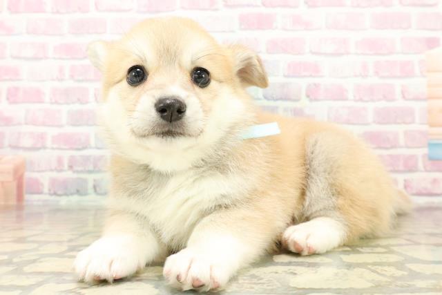 東京都のハーフ犬・ミックス犬 (Coo&RIKU府中店/2025年10月27日生まれ/男の子/レッドホワイト)の子犬の2枚目の画像