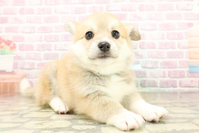 東京都のハーフ犬・ミックス犬 (Coo&RIKU府中店/2025年10月27日生まれ/男の子/レッドホワイト)の子犬の3枚目の画像