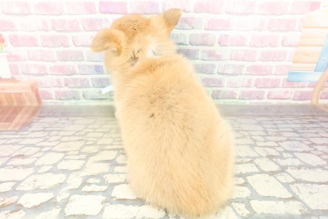 東京都のハーフ犬・ミックス犬 (Coo&RIKU府中店/2025年10月27日生まれ/男の子/レッドホワイト)の子犬の4枚目の画像