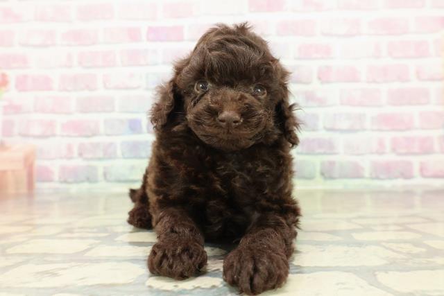 トイ・プードル