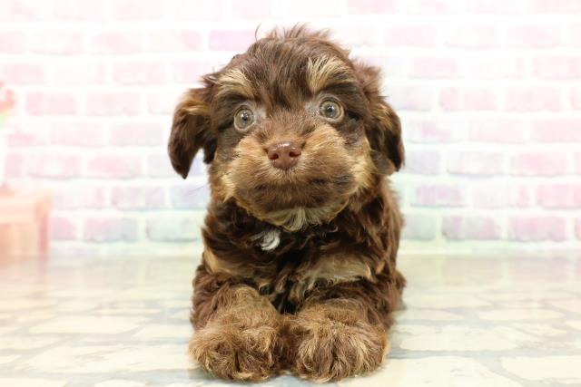 埼玉県のチワプー/プーチー(チワワ×プードル) (Coo&RIKU春日部店/2025年10月27日生まれ/男の子/チョコレートタン)の子犬の1枚目の画像