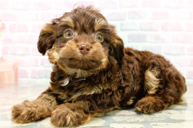 埼玉県のチワプー/プーチー(チワワ×プードル) (Coo&RIKU春日部店/2025年10月27日生まれ/男の子/チョコレートタン)の子犬の2枚目の画像