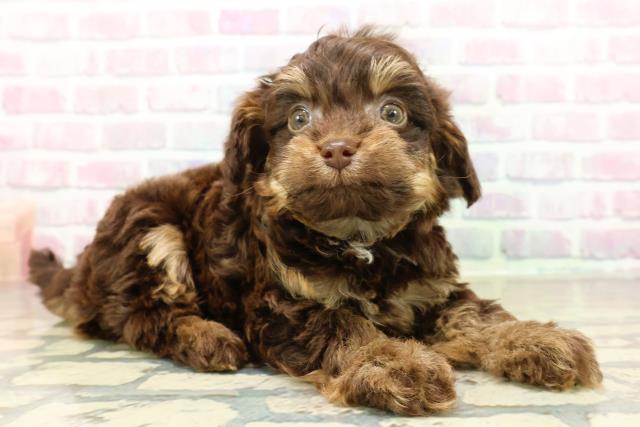 埼玉県のチワプー/プーチー(チワワ×プードル) (Coo&RIKU春日部店/2025年10月27日生まれ/男の子/チョコレートタン)の子犬の3枚目の画像