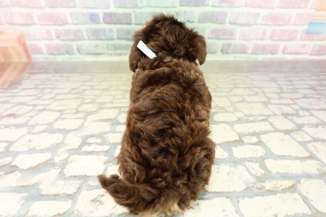 埼玉県のチワプー/プーチー(チワワ×プードル) (Coo&RIKU春日部店/2025年10月27日生まれ/男の子/チョコレートタン)の子犬の4枚目の画像