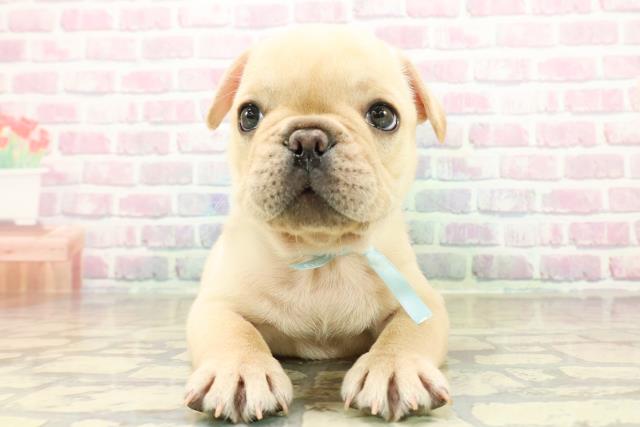 フレンチブルドッグ