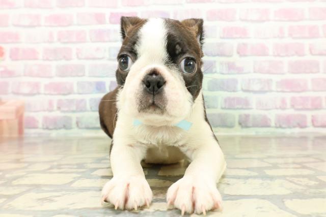埼玉県のボストンテリア (Coo&RIKU春日部店/2025年10月28日生まれ/男の子/ボストンカラー)の子犬の1枚目の画像