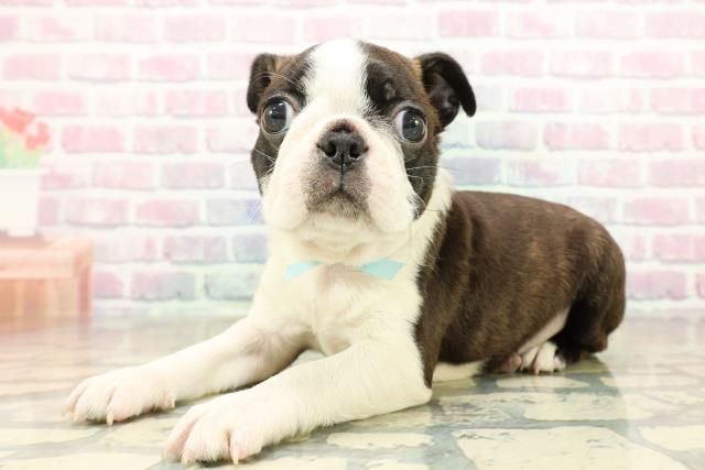 埼玉県のボストンテリア (Coo&RIKU春日部店/2025年10月28日生まれ/男の子/ボストンカラー)の子犬の2枚目の画像