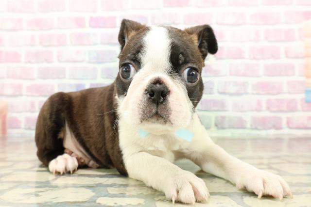 埼玉県のボストンテリア (Coo&RIKU春日部店/2025年10月28日生まれ/男の子/ボストンカラー)の子犬の3枚目の画像