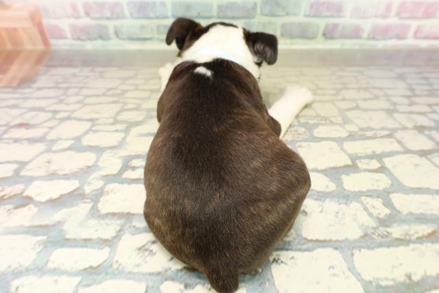 埼玉県のボストンテリア (Coo&RIKU春日部店/2025年10月28日生まれ/男の子/ボストンカラー)の子犬の4枚目の画像