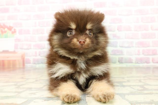 埼玉県のポメラニアン (Coo&RIKU川越店/2025年10月26日生まれ/女の子/チョコレートタン)の子犬の1枚目の画像