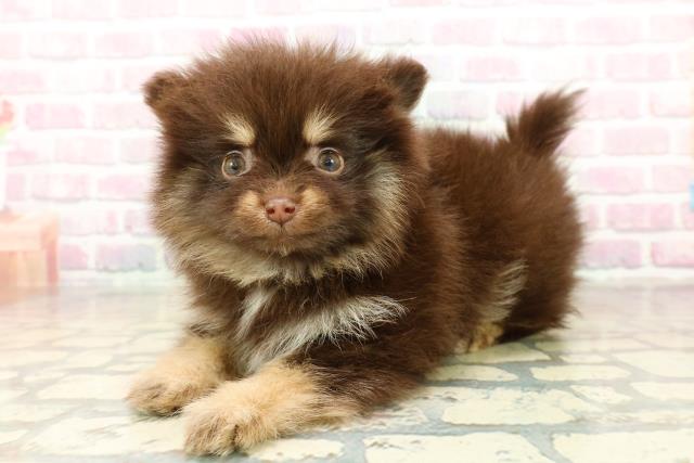 埼玉県のポメラニアン (Coo&RIKU川越店/2025年10月26日生まれ/女の子/チョコレートタン)の子犬の2枚目の画像