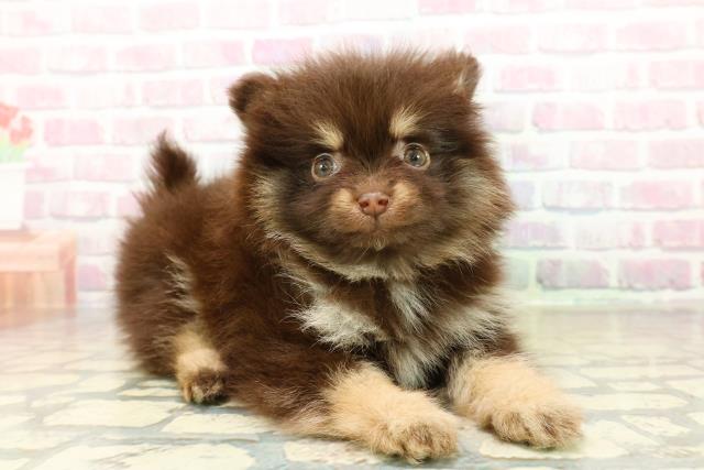 埼玉県のポメラニアン (Coo&RIKU川越店/2025年10月26日生まれ/女の子/チョコレートタン)の子犬の3枚目の画像