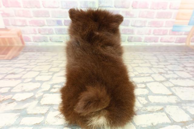 埼玉県のポメラニアン (Coo&RIKU川越店/2025年10月26日生まれ/女の子/チョコレートタン)の子犬の4枚目の画像