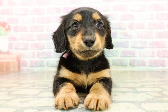 埼玉県のミニチュアダックスフンド(ロング) (Coo&RIKU春日部店/2025年10月28日生まれ/女の子/ブラックタン)の子犬の1枚目の画像