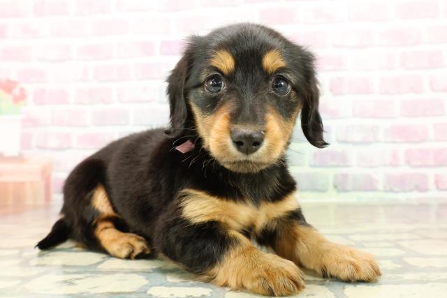 埼玉県のミニチュアダックスフンド(ロング) (Coo&RIKU春日部店/2025年10月28日生まれ/女の子/ブラックタン)の子犬の3枚目の画像