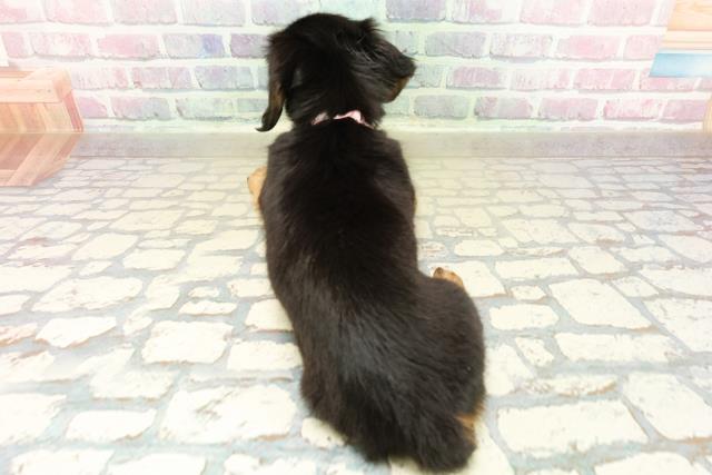 埼玉県のミニチュアダックスフンド(ロング) (Coo&RIKU春日部店/2025年10月28日生まれ/女の子/ブラックタン)の子犬の4枚目の画像